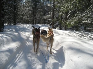 A dog sledding day trip could be your perfect gift idea for the season