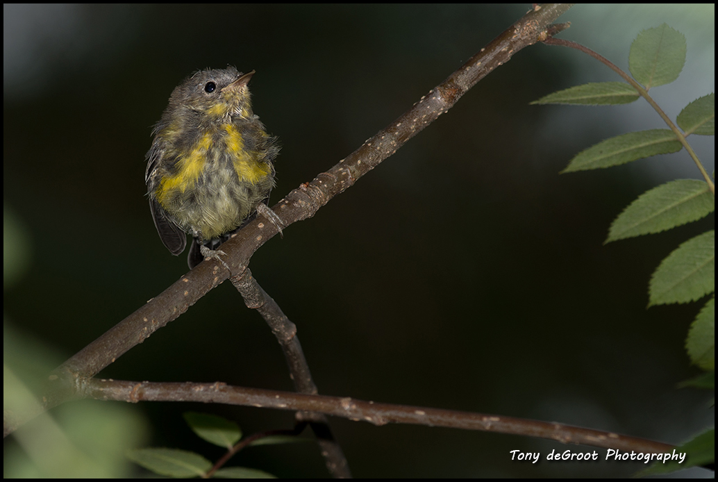 Juvenile Magnolia Warblers