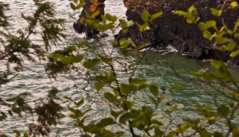 Sea Lion - Sleeping Giant Provincial Park