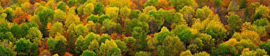 Colourful Tree Tops in Algonquin during Fall