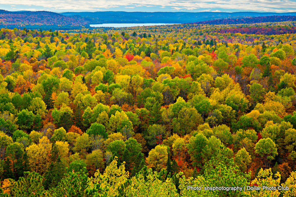 Colourful Tree Tops in Algonquin during Fall
