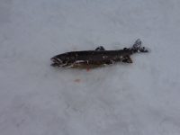 ice fishing at Windy lake (3)
