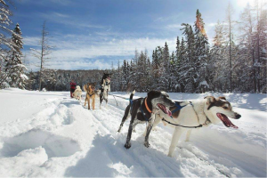 Ontario’s Best Dogsledding Adventures